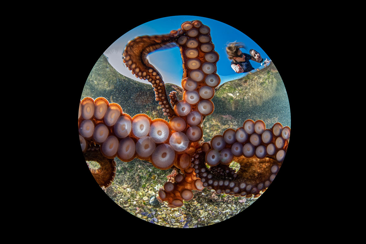 Octopus wins photo competition