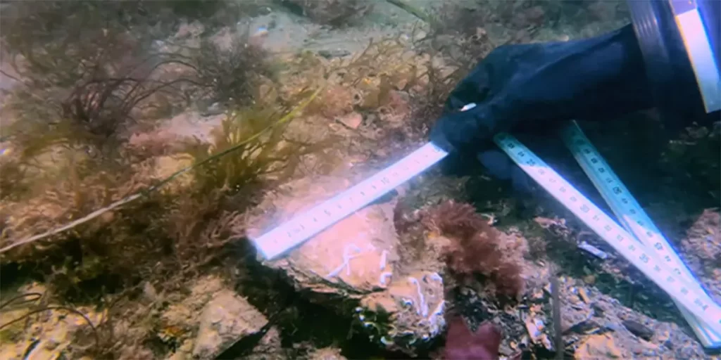 diver measuring oyster