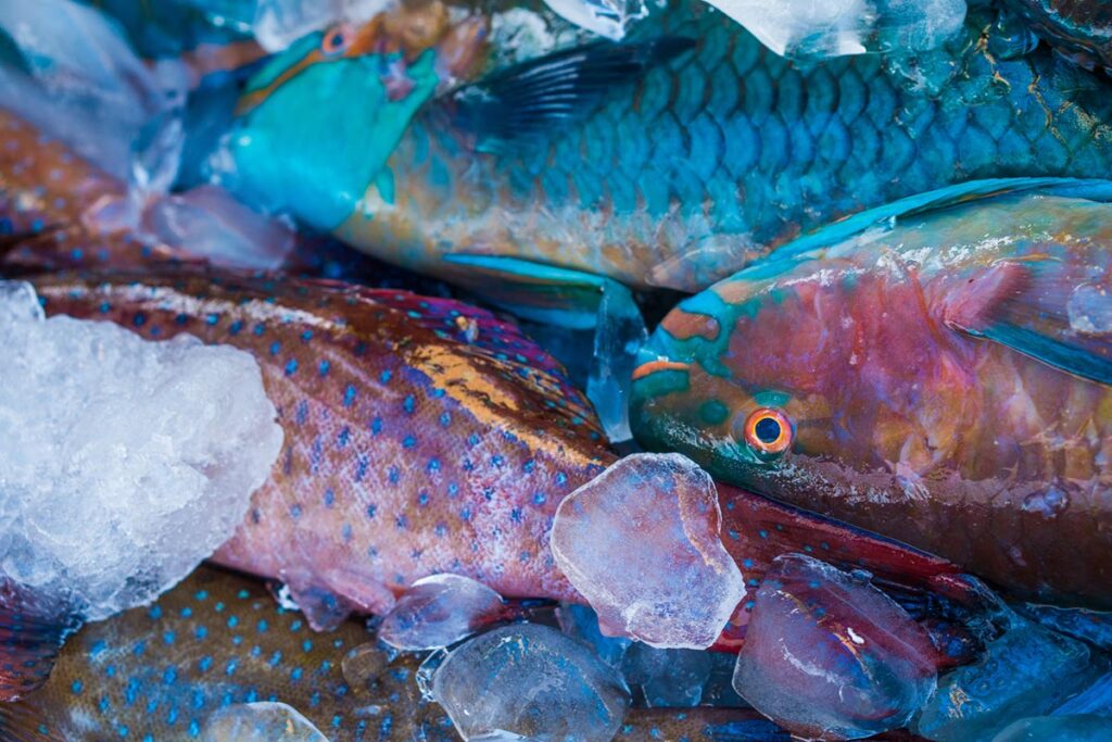 Parrotfish at fish market