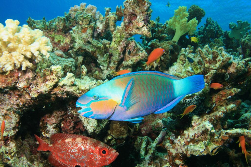 Bullethead Parrotfish, Chlorurus sordidus