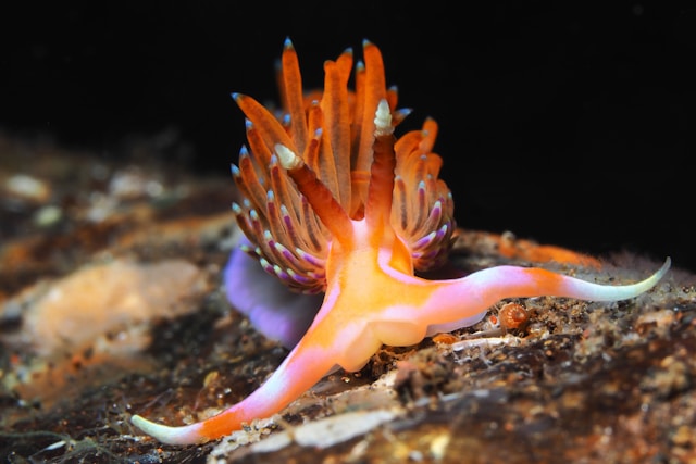 Godiva rachelae nudibranch