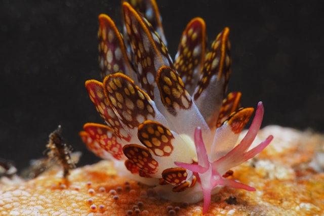 Cyerce Kikutarobabai, a very small Nudibranch from around 15 mm. 