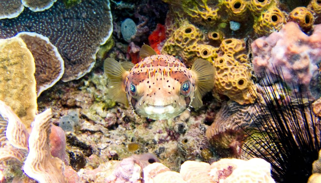 puffer cozumel