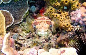 Pufferfish in Cozumel