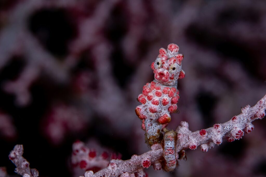 Beautiful red and white Pygmy seahorse