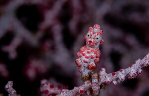 Pygmy seahorse in Raja Ampat