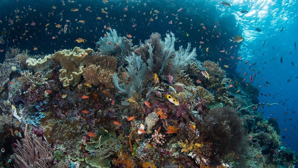 Raja Ampat Coral reef