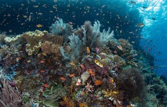 Raja Ampat reef