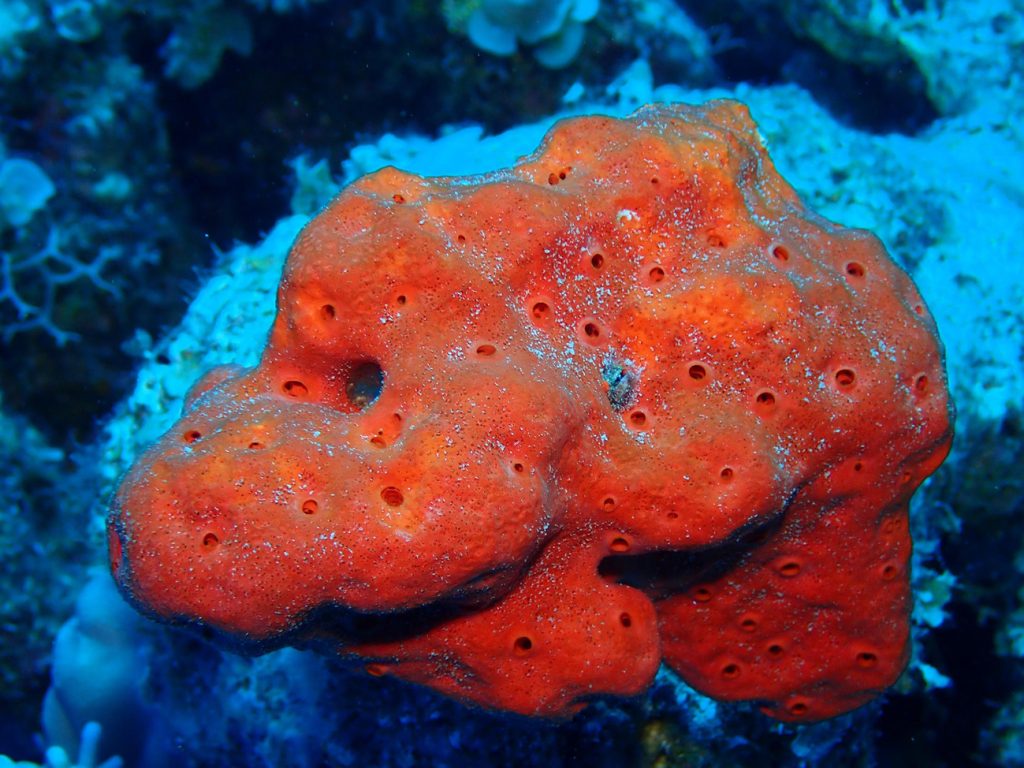 red boring sponge