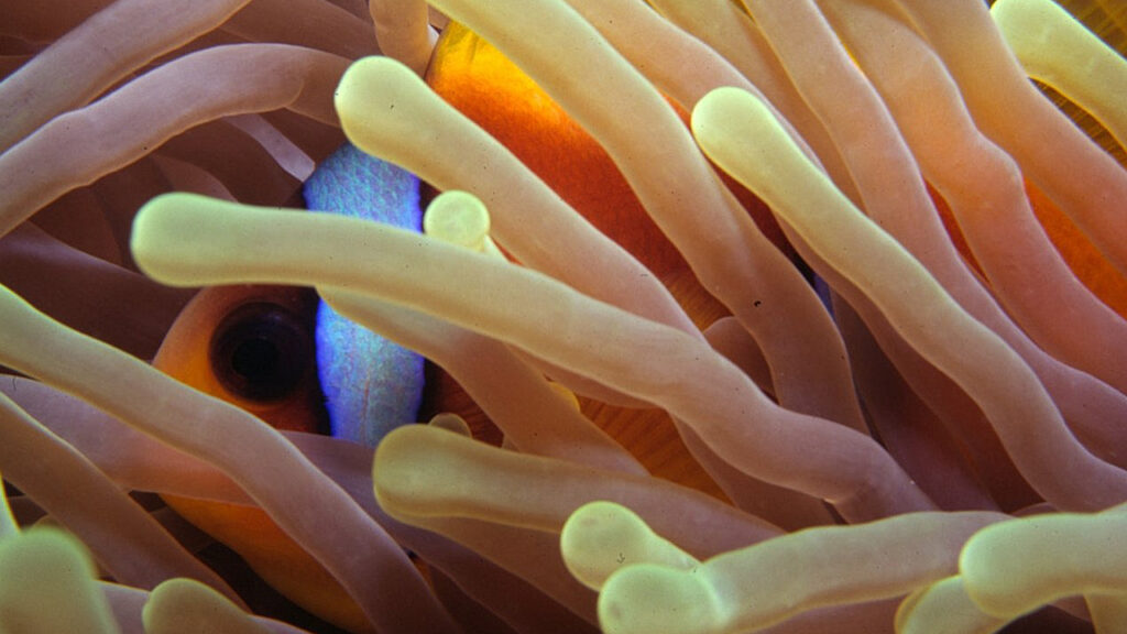 Red Sea Clownfish, Amphiprion bincinctus