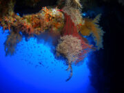 Red Sea corals