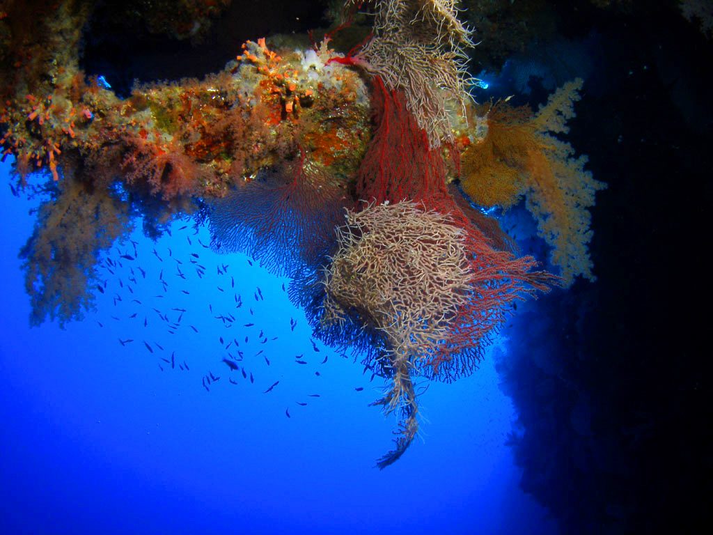 Coral Reef on Little Brother in the Red Sea by Tim Nicholson of SCUBA Travel