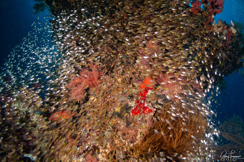 Red sea coral reef with shoal fish