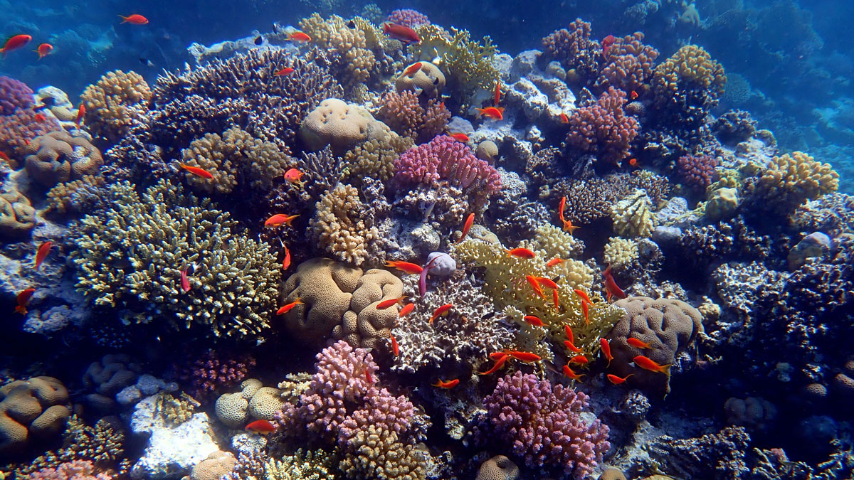 Northern Red reefs resist bleaching - SCUBA News