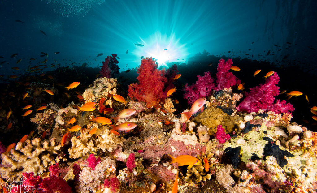 Red Sea Reef