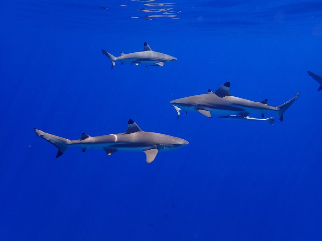 Fiji reef sharks