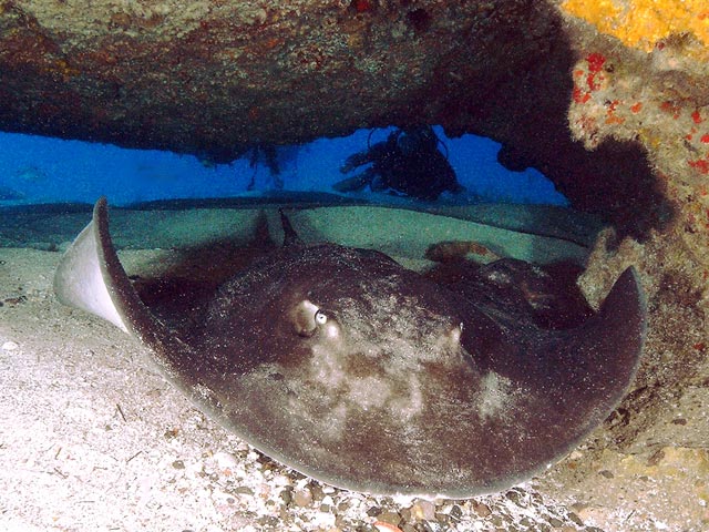 Round stingray, Taeniura grabata, in Tenerife. Philippe Guillaume, cc-by-2.0