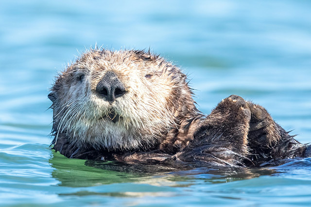 Sea otter in California