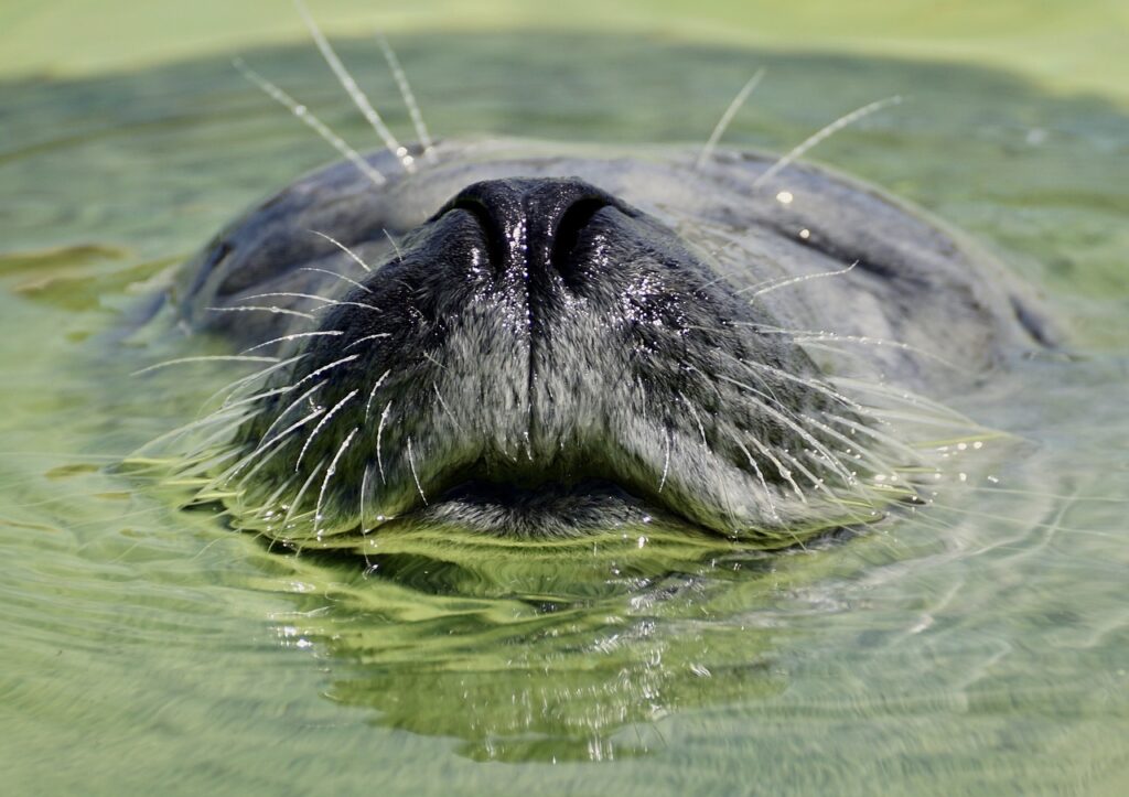 Seal whiskers