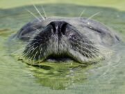 Face of a seal