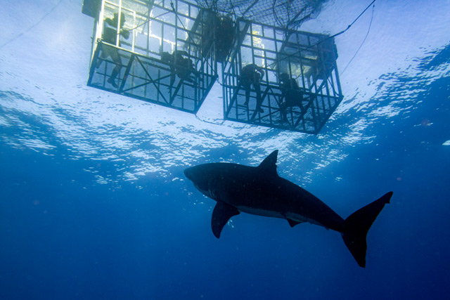 White Shark Cage diving at Guadalupe