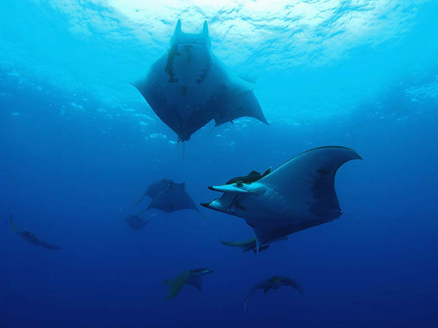 sicklefin devil ray mobula