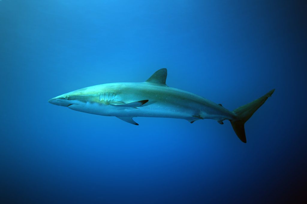 Silky shark