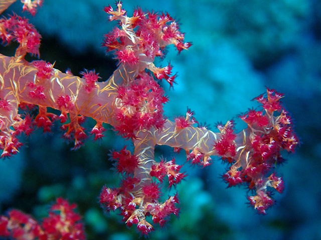 soft coral