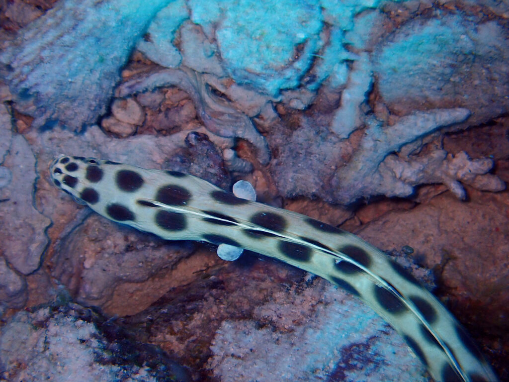 Spotted snake eel. Jill Studholme/SCUBA Travel