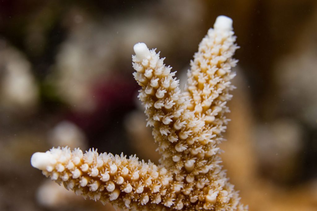 Staghorn coral: Peter & Crystle Clark