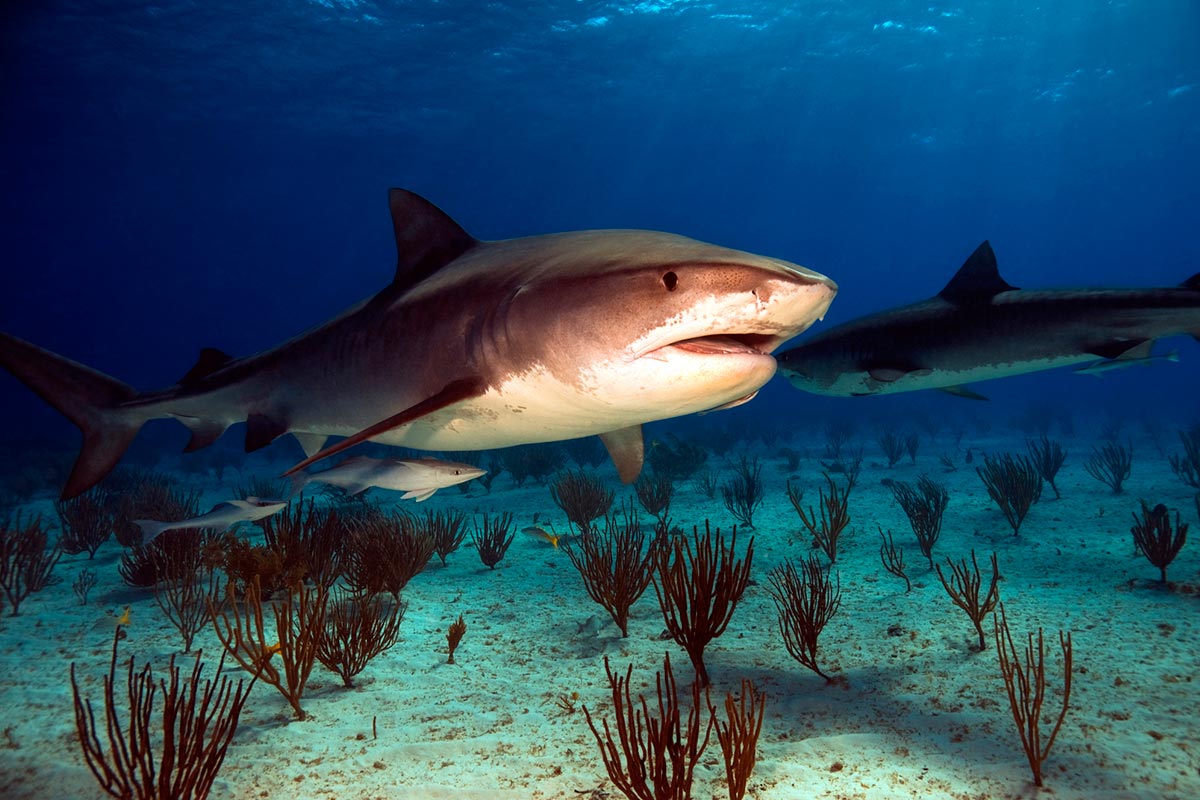 FOTOO-TIGER SHARK – Guy Harvey