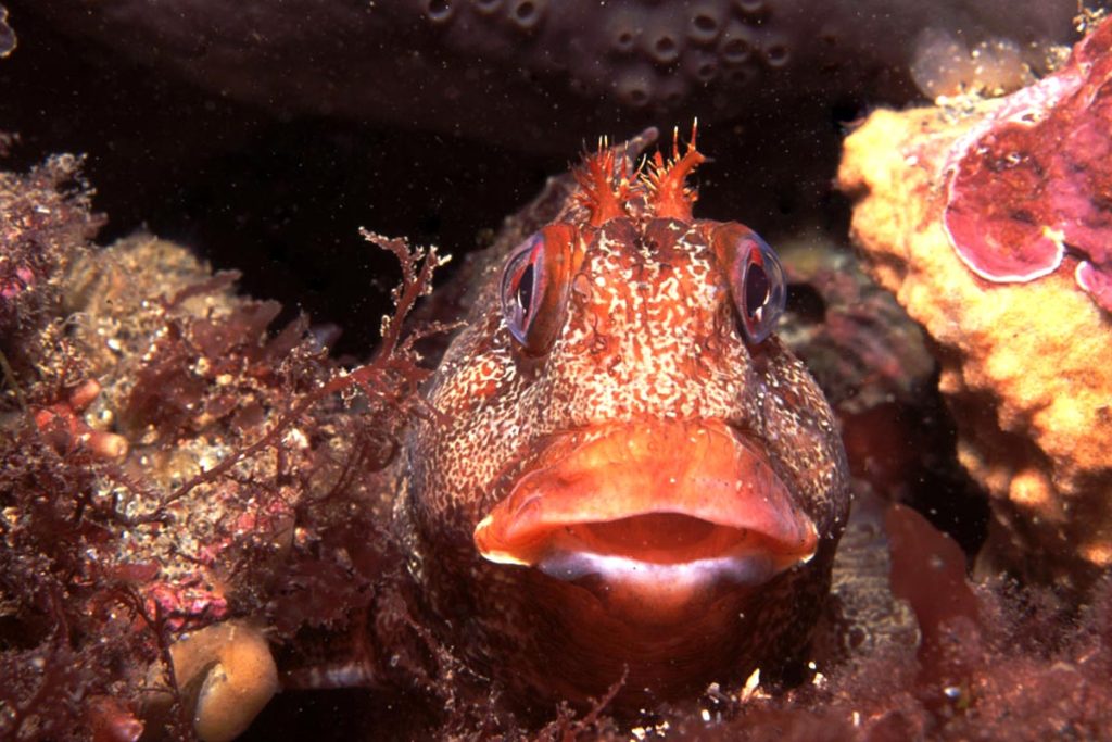 tompot blenny by Tim Nicholson