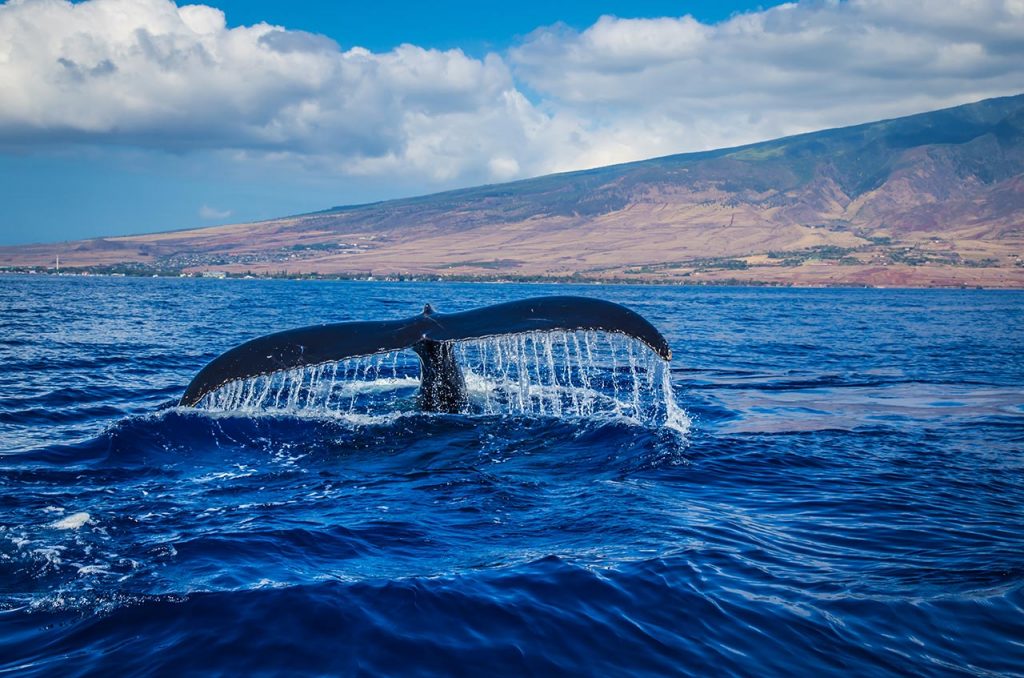 Whale fluke, https://www.pexels.com/photo/photography-of-whale-tail-in-body-of-water-804181/