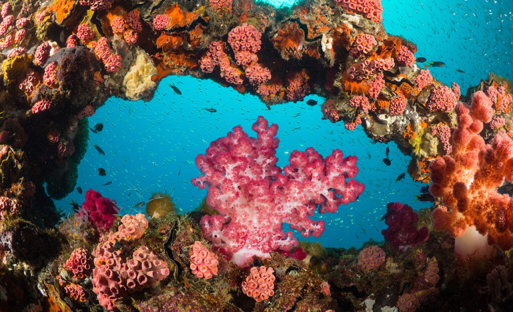 Coral on wreck of Yongala, Australia